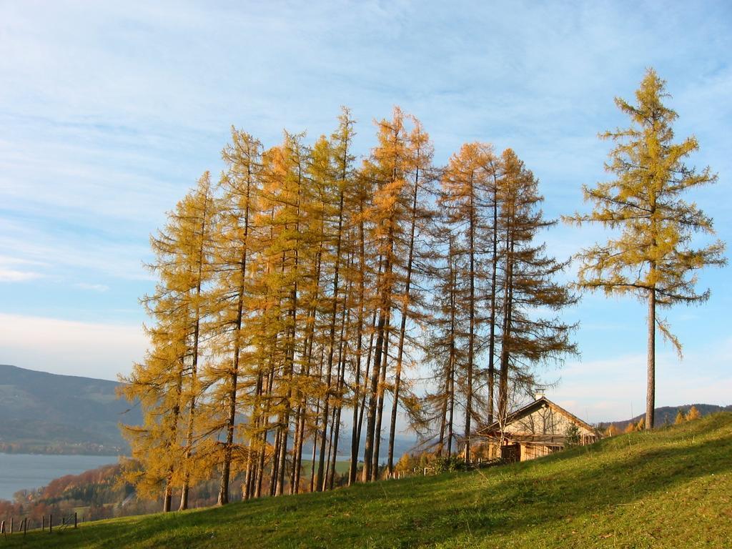 Апартаменты Attersee-Chalet Angermann Familie Spalt Штайнбах-ам-Аттерзее Экстерьер фото